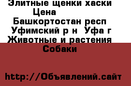 Элитные щенки хаски › Цена ­ 15 000 - Башкортостан респ., Уфимский р-н, Уфа г. Животные и растения » Собаки   